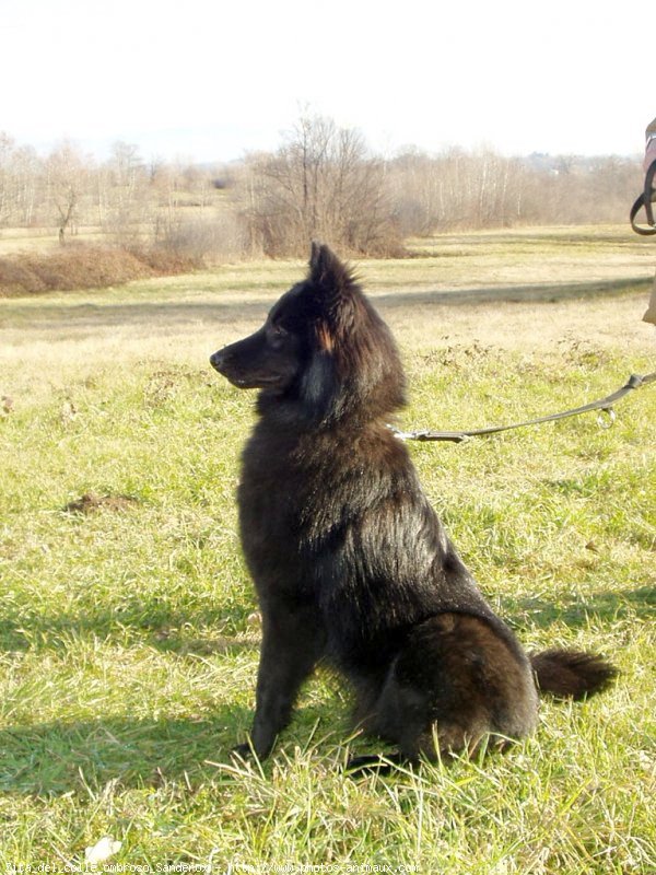 Photo de Berger belge groenendael