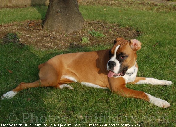 Photo de Boxer