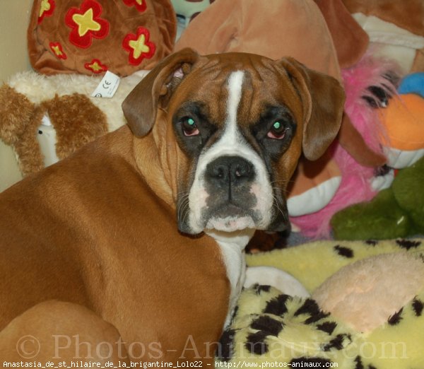 Photo de Boxer