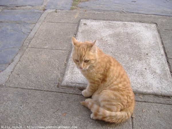 Photo de Chat domestique