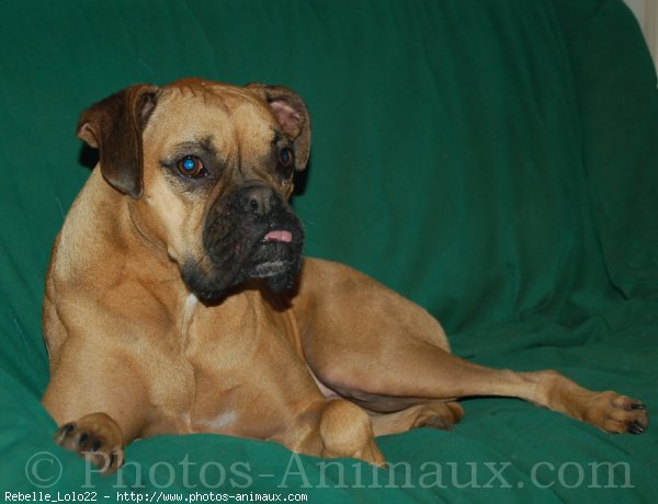 Photo de Boxer