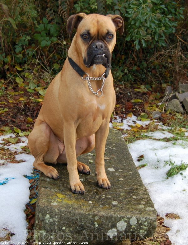 Photo de Boxer