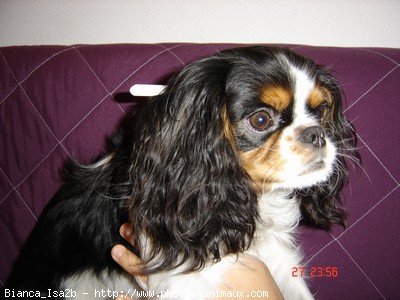 Photo de Cavalier king charles spaniel