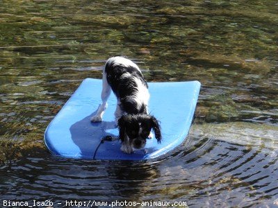 Photo de Cavalier king charles spaniel