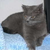 Photo de Chartreux