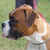 Photo de Boxer