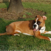 Photo de Boxer