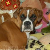 Photo de Boxer