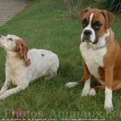 Photo de Boxer