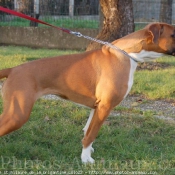 Photo de Boxer