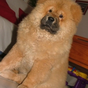 Photo de Chow chow