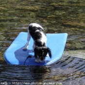 Photo de Cavalier king charles spaniel