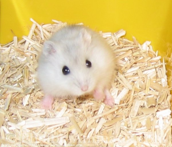 Photo de Hamster