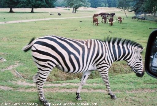 Photo de Zebre