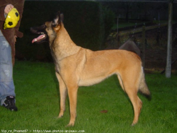 Photo de Berger belge malinois