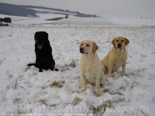 Photo de Labrador retriever