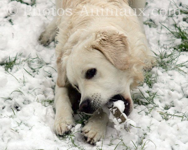 Photo de Golden retriever