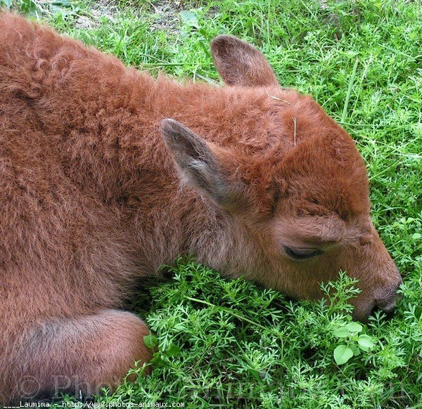 Photo de Bison