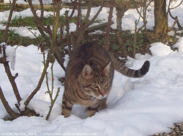 Photo de Chat domestique