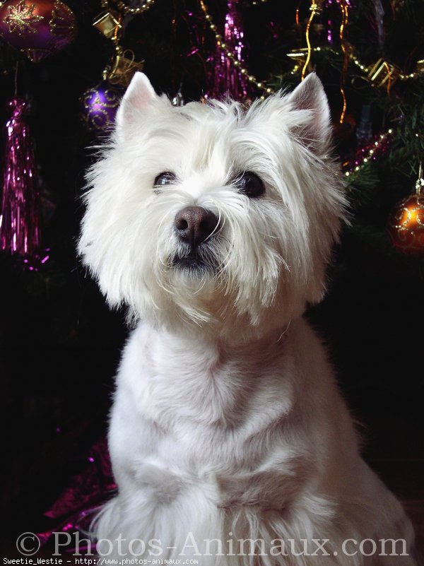 Photo de West highland white terrier