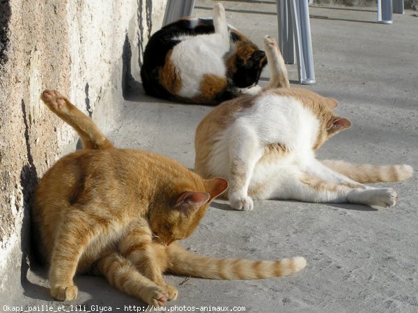 Photo de Chat domestique