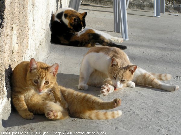 Photo de Chat domestique