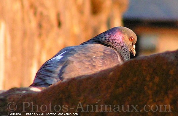 Photo de Pigeon