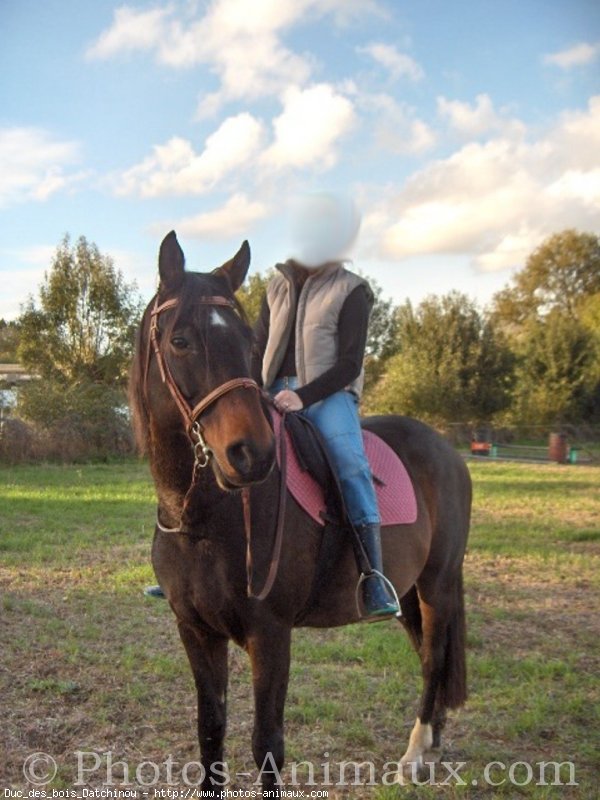 Photo de Trotteur franais