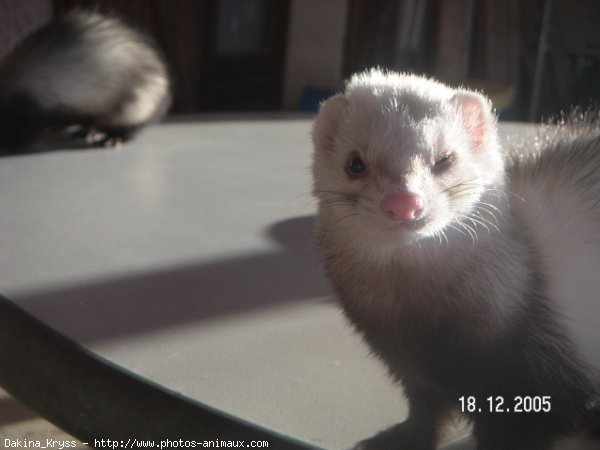 Photo de Furet