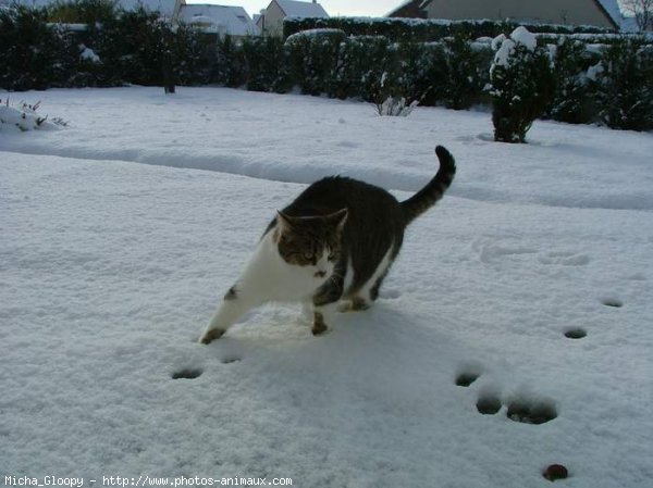 Photo de Chat domestique