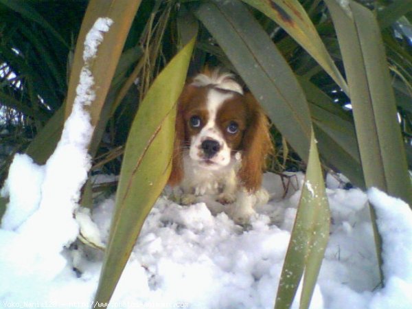 Photo de Cavalier king charles spaniel