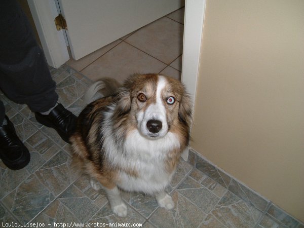 Photo de Border collie