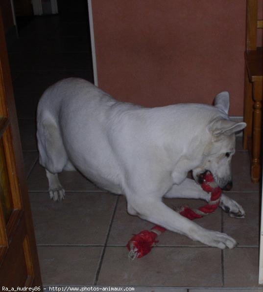 Photo de Berger blanc suisse