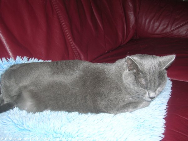 Photo de Chartreux