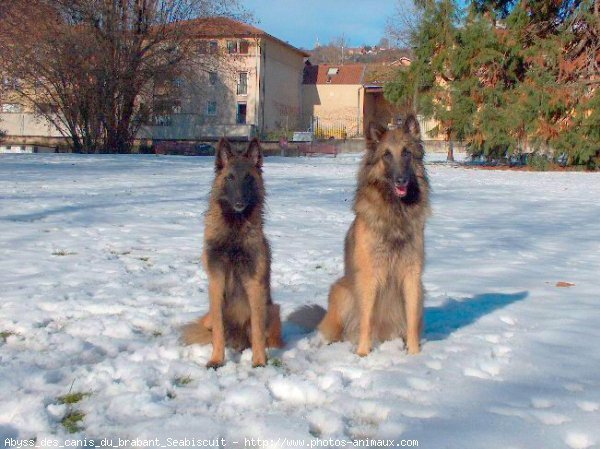 Photo de Berger belge tervueren