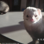 Photo de Furet