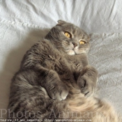 Photo de Scottish fold