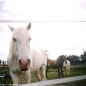 Photo de Camargue