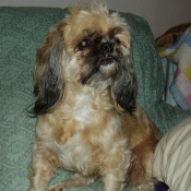 Photo de Shih tzu