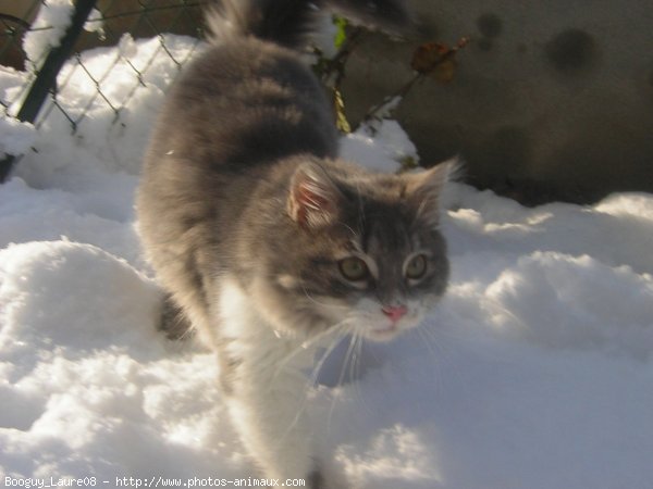 Photo de Chat domestique