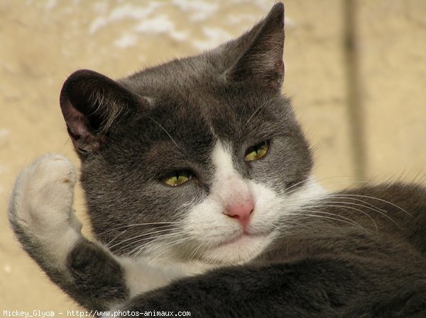 Photo de Chat domestique