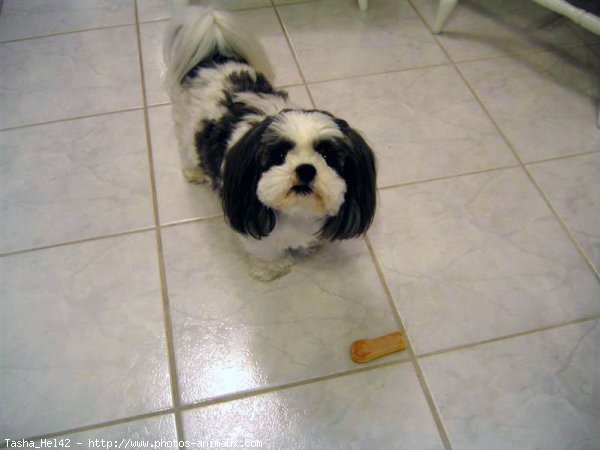 Photo de Shih tzu