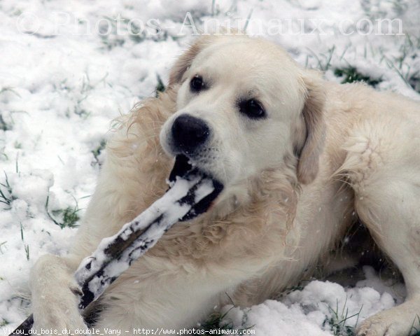 Photo de Golden retriever