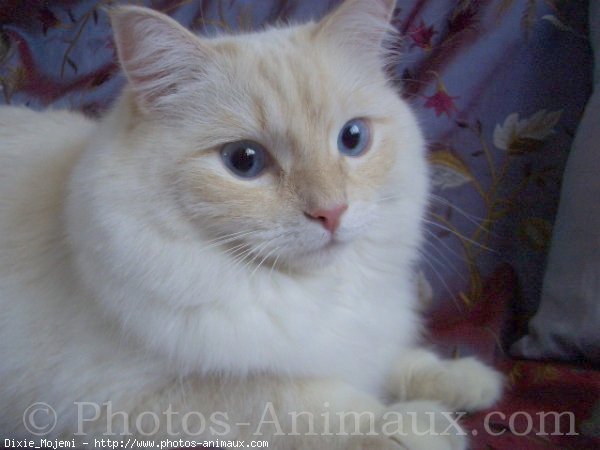 Photo de Ragdoll