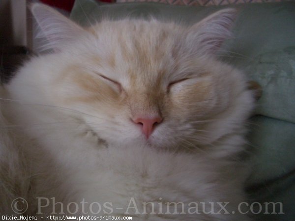 Photo de Ragdoll