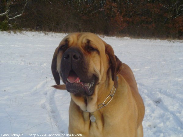 Photo de Fila brasileiro