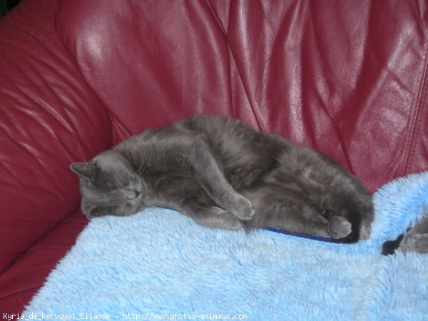 Photo de Chartreux