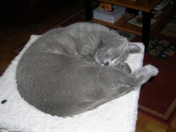 Photo de Chartreux