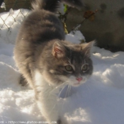 Photo de Chat domestique