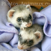 Photo de Furet